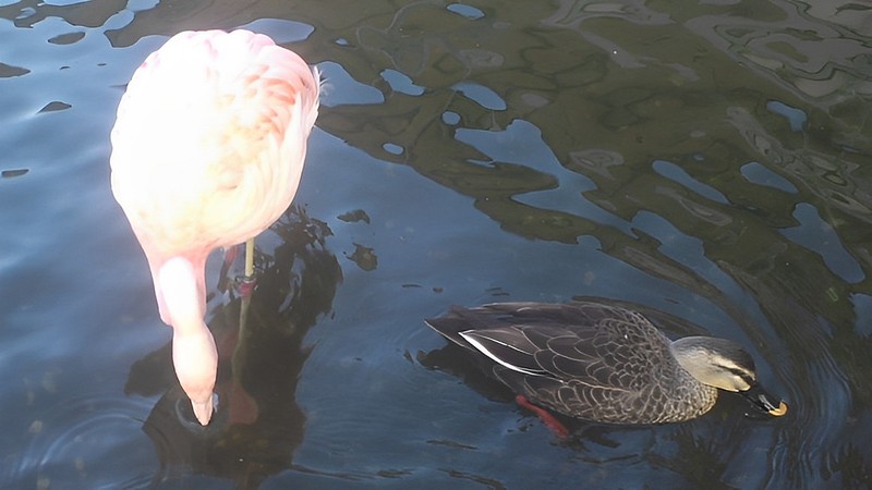 チリーフラミンゴ 横浜市金沢区八景島シーパラダイス