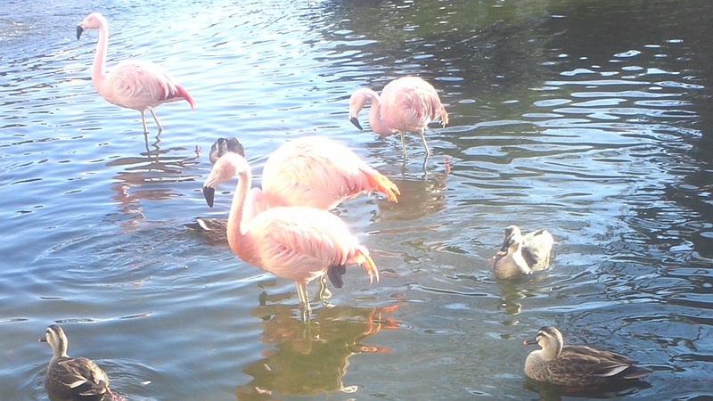 チリーフラミンゴ 横浜市金沢区八景島シーパラダイス