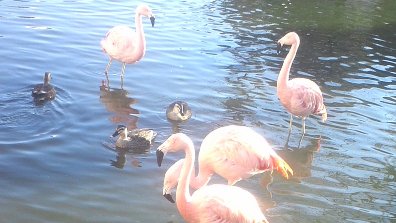 チリーフラミンゴ 横浜市金沢区八景島シーパラダイス