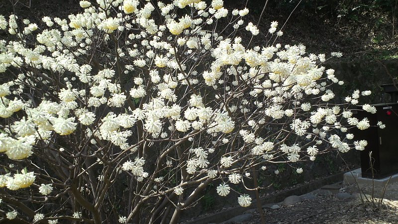 ミツマタの花 川崎市多摩区川崎市民家園
