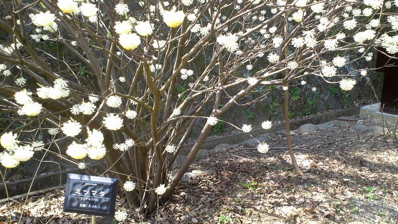 ミツマタの花 川崎市多摩区川崎市民家園