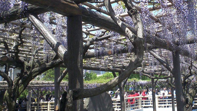 フジの花 東京都江東区亀戸天神