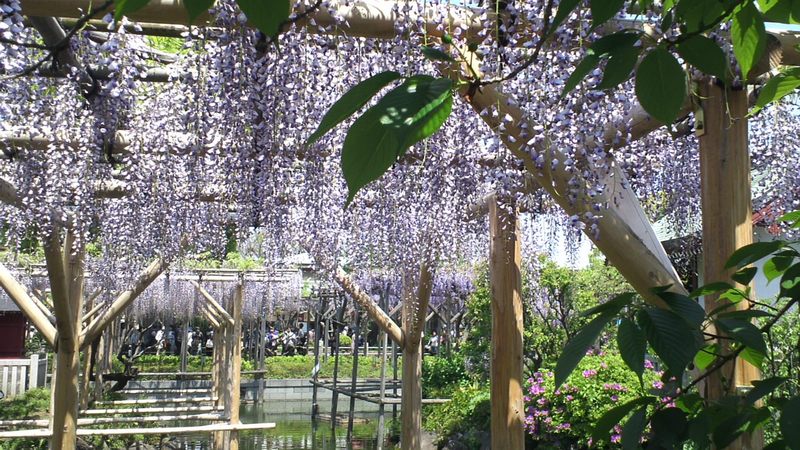 フジの花 東京都江東区亀戸天神