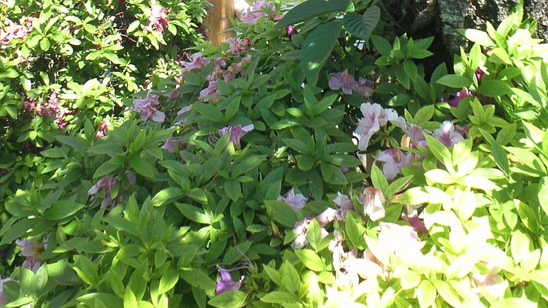 サツキの花 東京都江東区亀戸天神