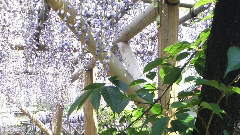 フジの花、ミズキ 東京都江東区亀戸天神