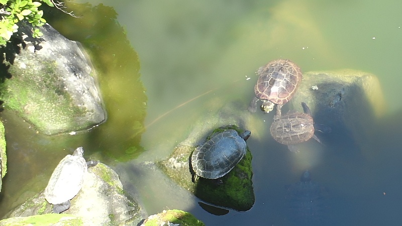 クサガメ 東京都江東区亀戸天神