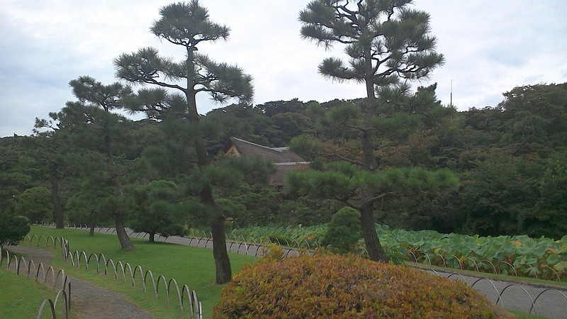 蓮池 横浜市中区三渓園
