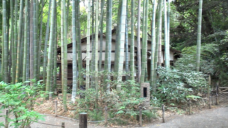 モウソウチク 横浜市中区三渓園