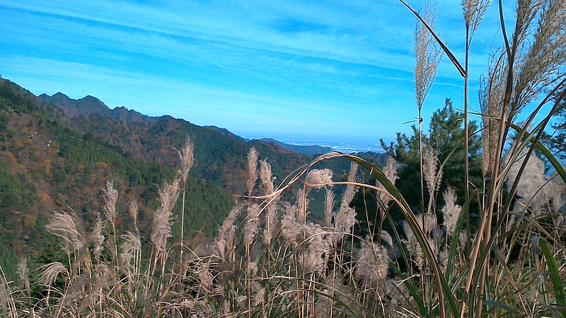 ススキと眺望 伊勢原市大山