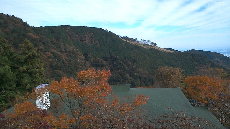 トウカエデの紅葉 伊勢原市大山
