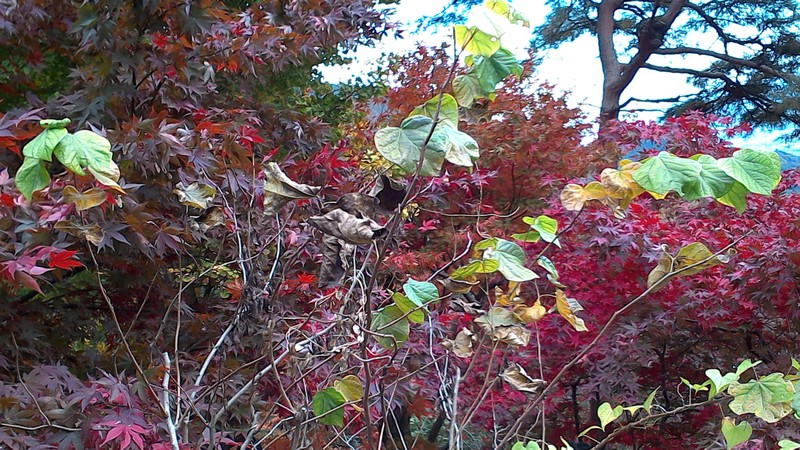 モミジ、オニドコロ、ノブドウ 伊勢原市大山