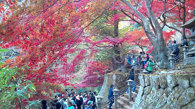 大山寺参道の紅葉 伊勢原市大山