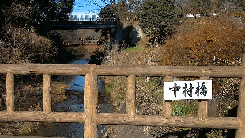 冬のユキヤナギと引地川 大和市上草柳大和市ふれあいの森