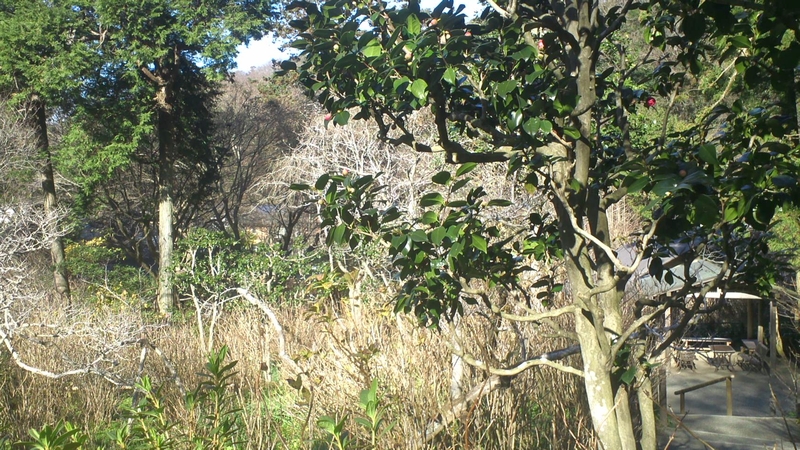 鎌倉アルプス 鎌倉市鎌倉