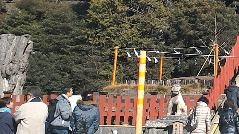 大銀杏 鎌倉市鶴岡八幡宮