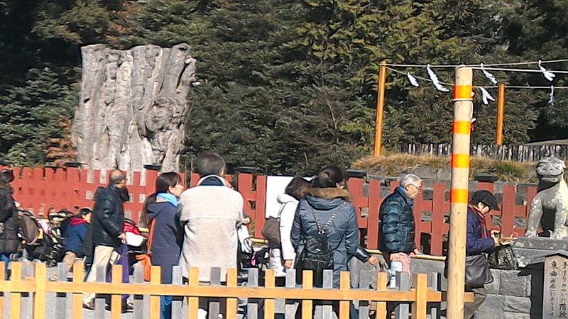 大銀杏 鎌倉市鶴岡八幡宮