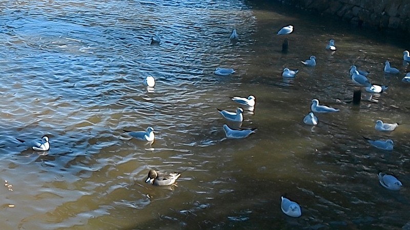 ユリカモメとオナガガモ 鎌倉市鶴岡八幡宮