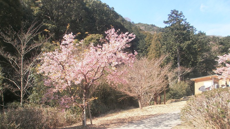 カワヅザクラ 湯河原市湯河原梅園