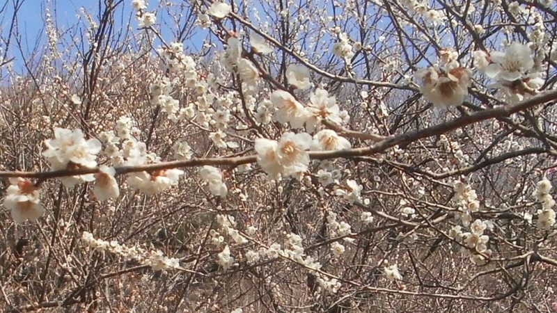 ウメの花 湯河原市湯河原梅園