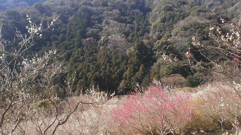 湯河原梅園 湯河原市湯河原梅園