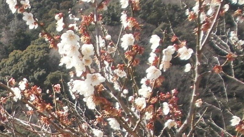 ウメ 湯河原市湯河原梅園