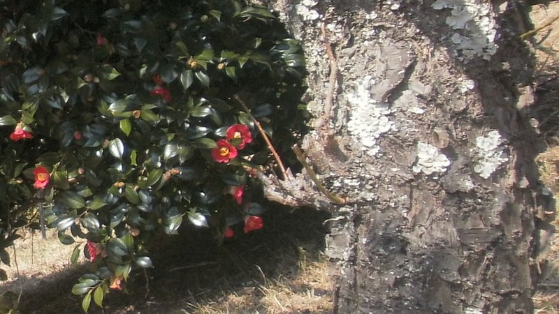 ツバキ 湯河原市湯河原梅園