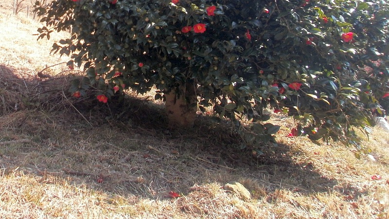 ツバキ 湯河原市湯河原梅園