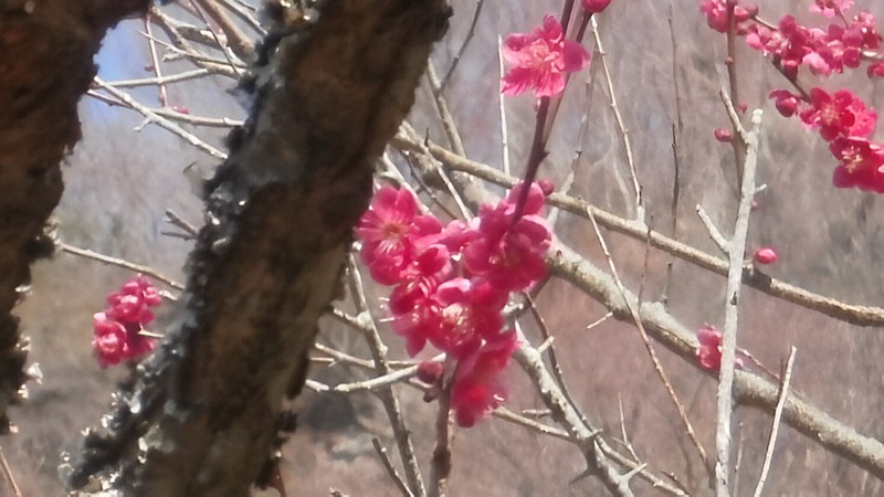 ウメ 湯河原市湯河原梅園