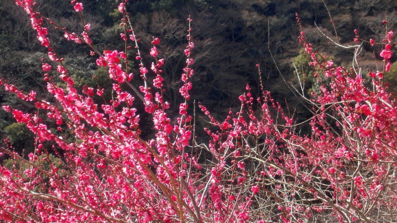 ウメ 湯河原市湯河原梅園