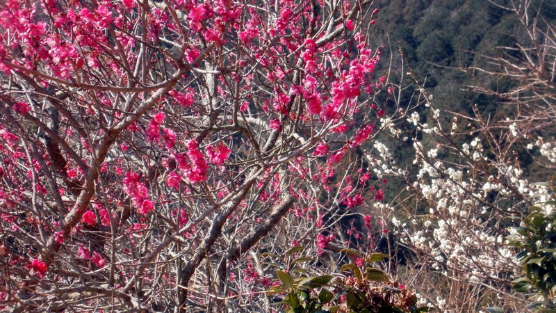 ウメ 湯河原市湯河原梅園