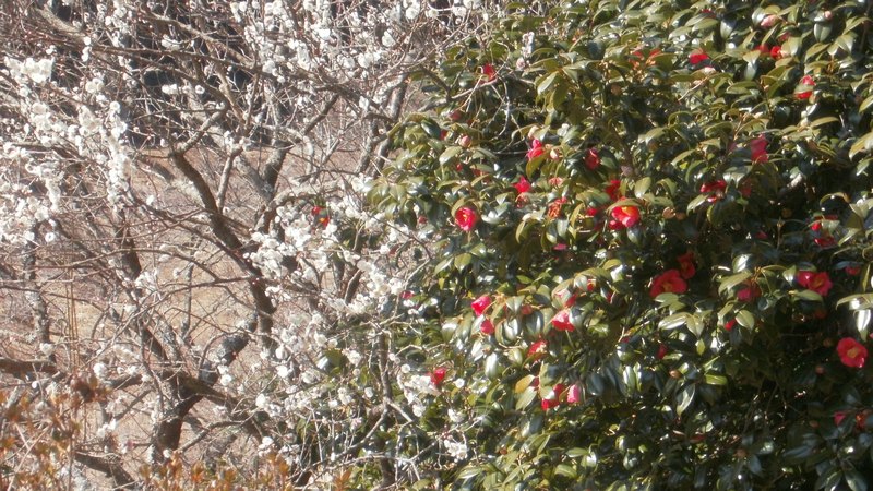 ウメとツバキ 湯河原市湯河原梅園