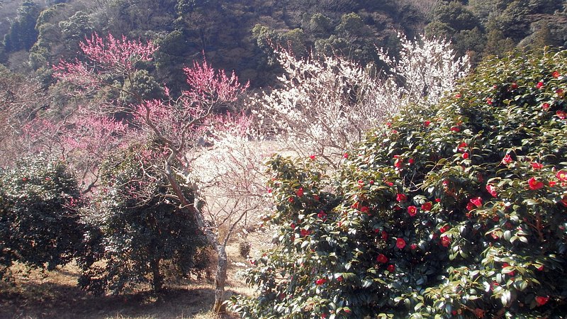 ウメとツバキ 湯河原市湯河原梅園