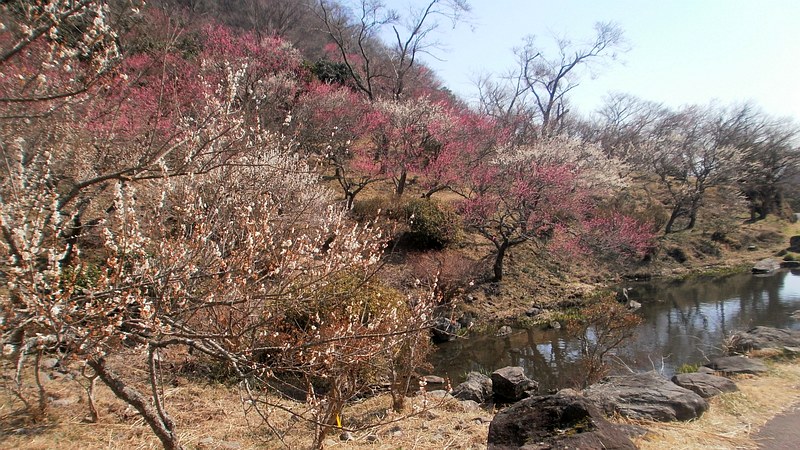 池 湯河原市湯河原梅園