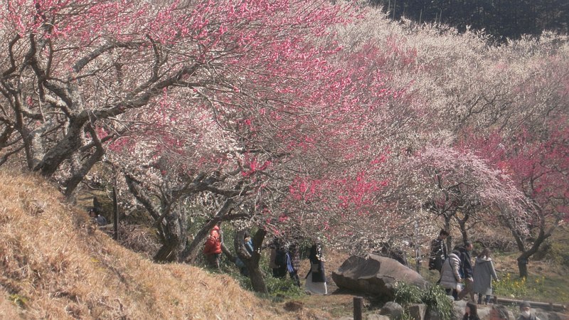 湯河原梅園 湯河原市湯河原梅園