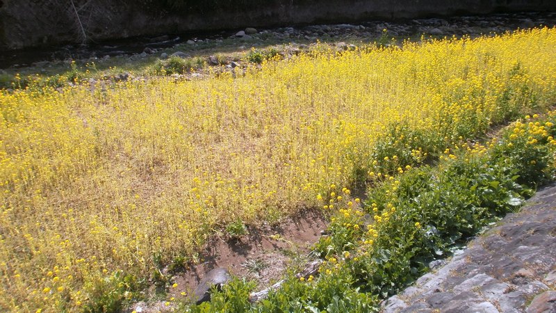 アブラナ 湯河原市千歳川