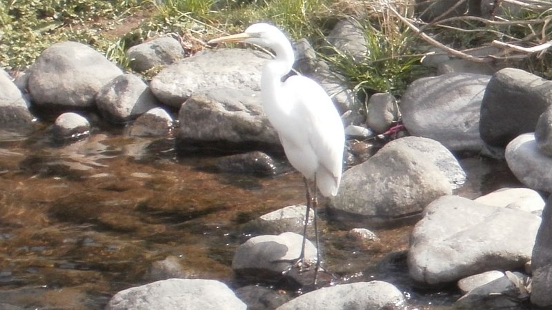 ダイサギ 湯河原市千歳川