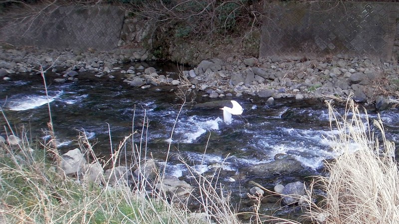 ダイサギの飛翔 湯河原市千歳川