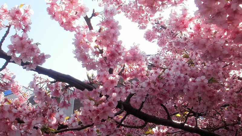 カワヅザクラ 三浦市三浦海岸