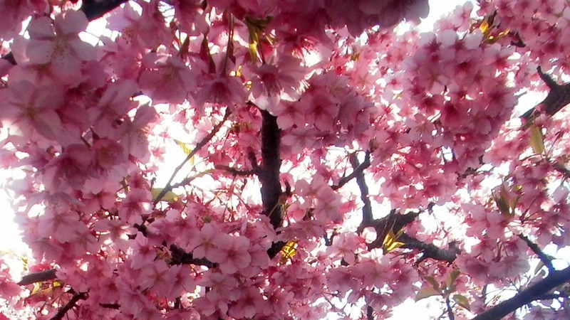 カワヅザクラ 三浦市三浦海岸