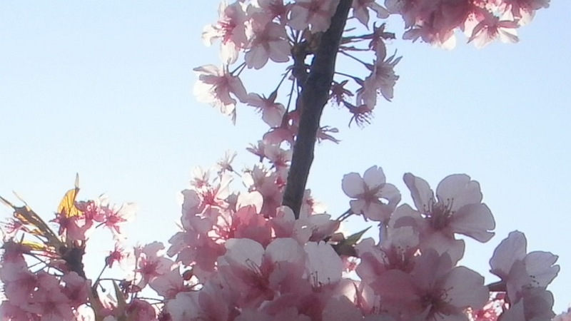 カワヅザクラ 三浦市三浦海岸