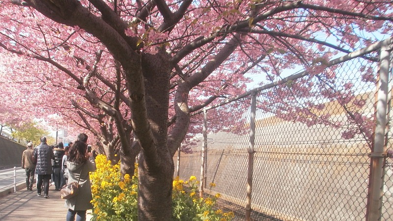 カワヅザクラとアブラナ 三浦市三浦海岸