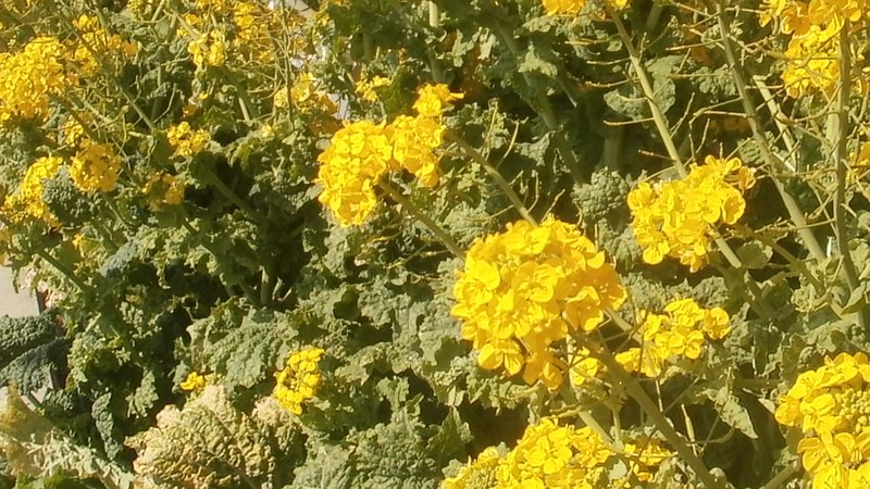 アブラナ 三浦市三浦海岸