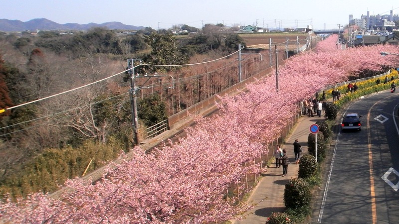 カワヅザクラ 三浦市三浦海岸