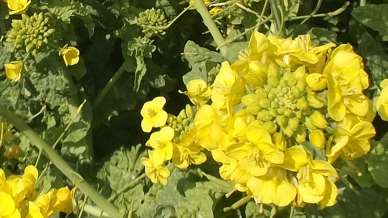 アブラナ 三浦市三浦海岸