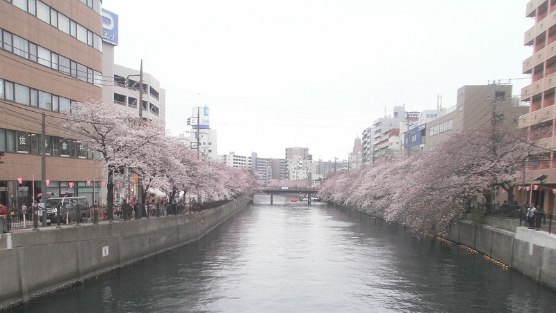 ソメイヨシノ 横浜市南区白金町