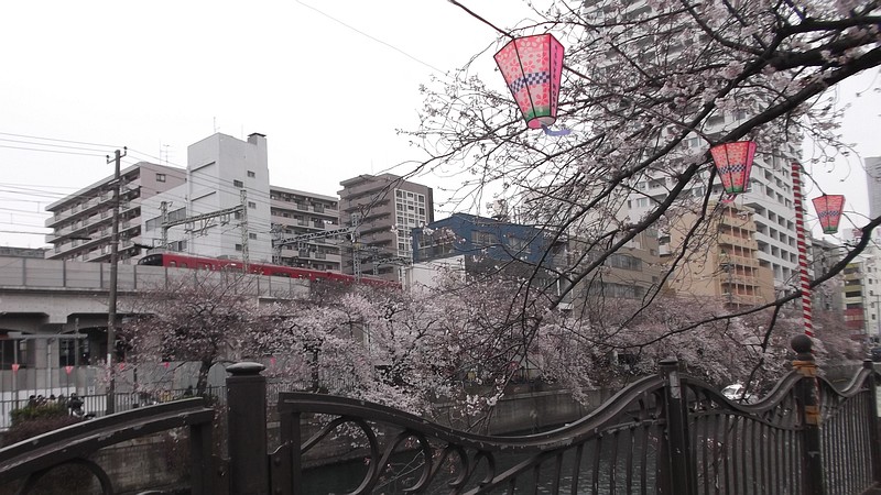 ソメイヨシノ 横浜市南区白金町