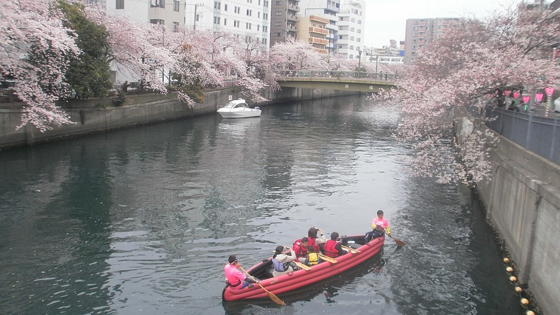 ソメイヨシノ 横浜市南区白金町