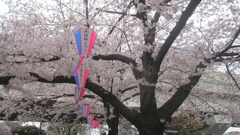 ソメイヨシノ 横浜市南区日枝町