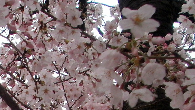 ソメイヨシノ 横浜市南区中島町