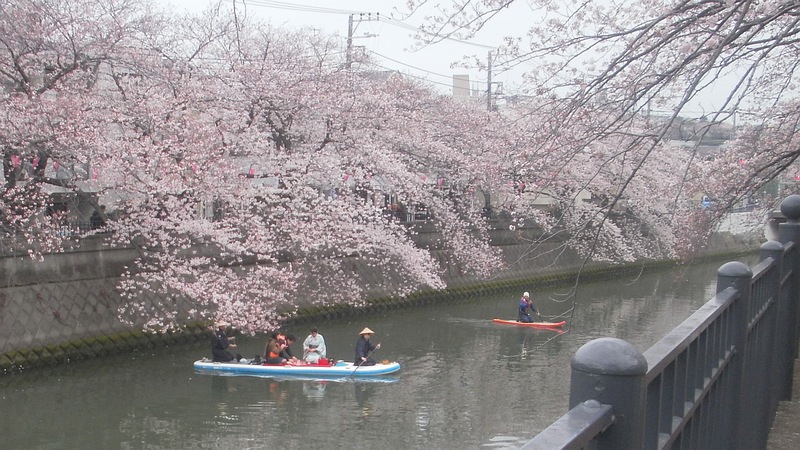ソメイヨシノの下での撮影風景 横浜市南区中島町